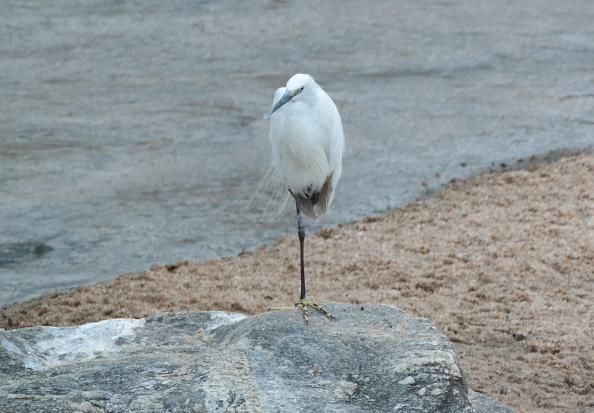 Little Egret - ML141422751