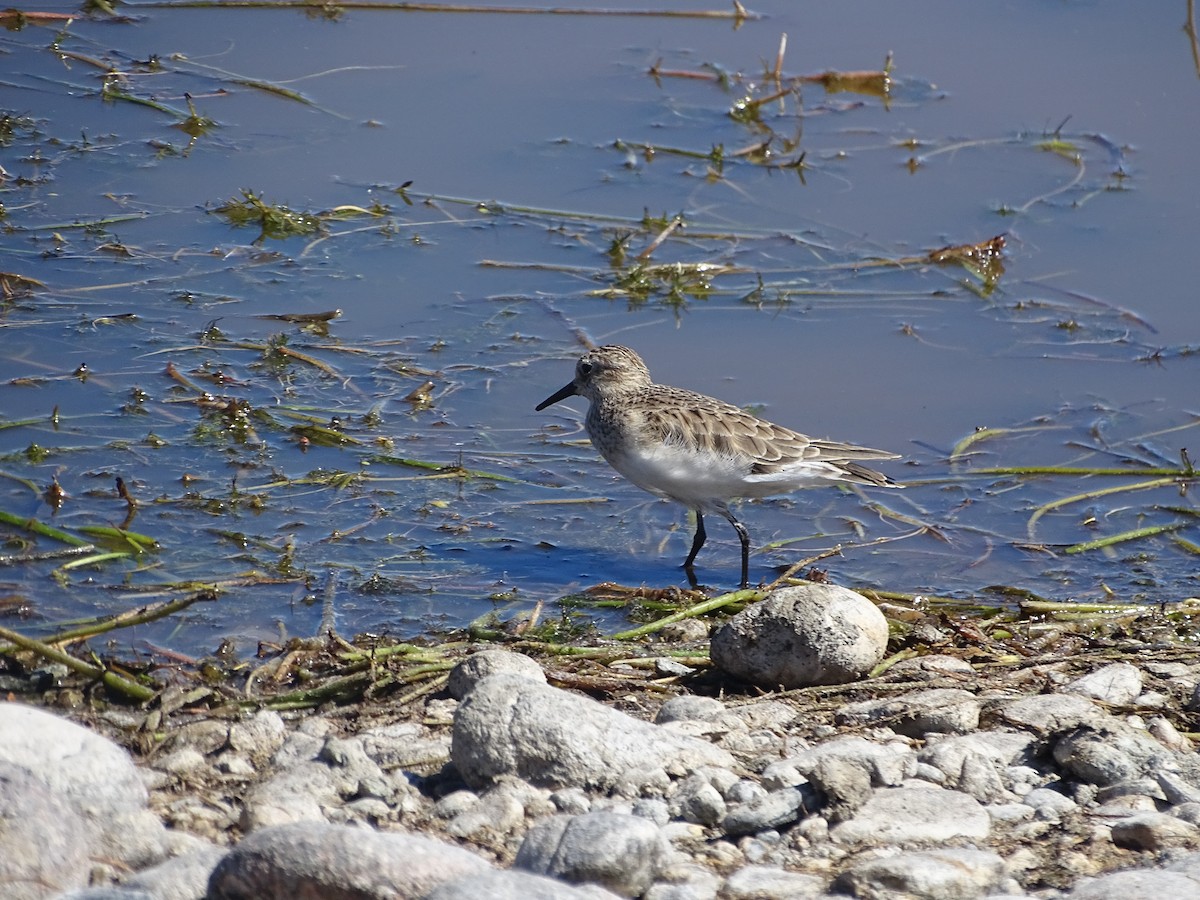 Baird's Sandpiper - ML141423271