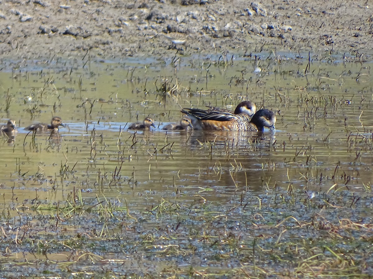 Chiloe Wigeon - ML141423691