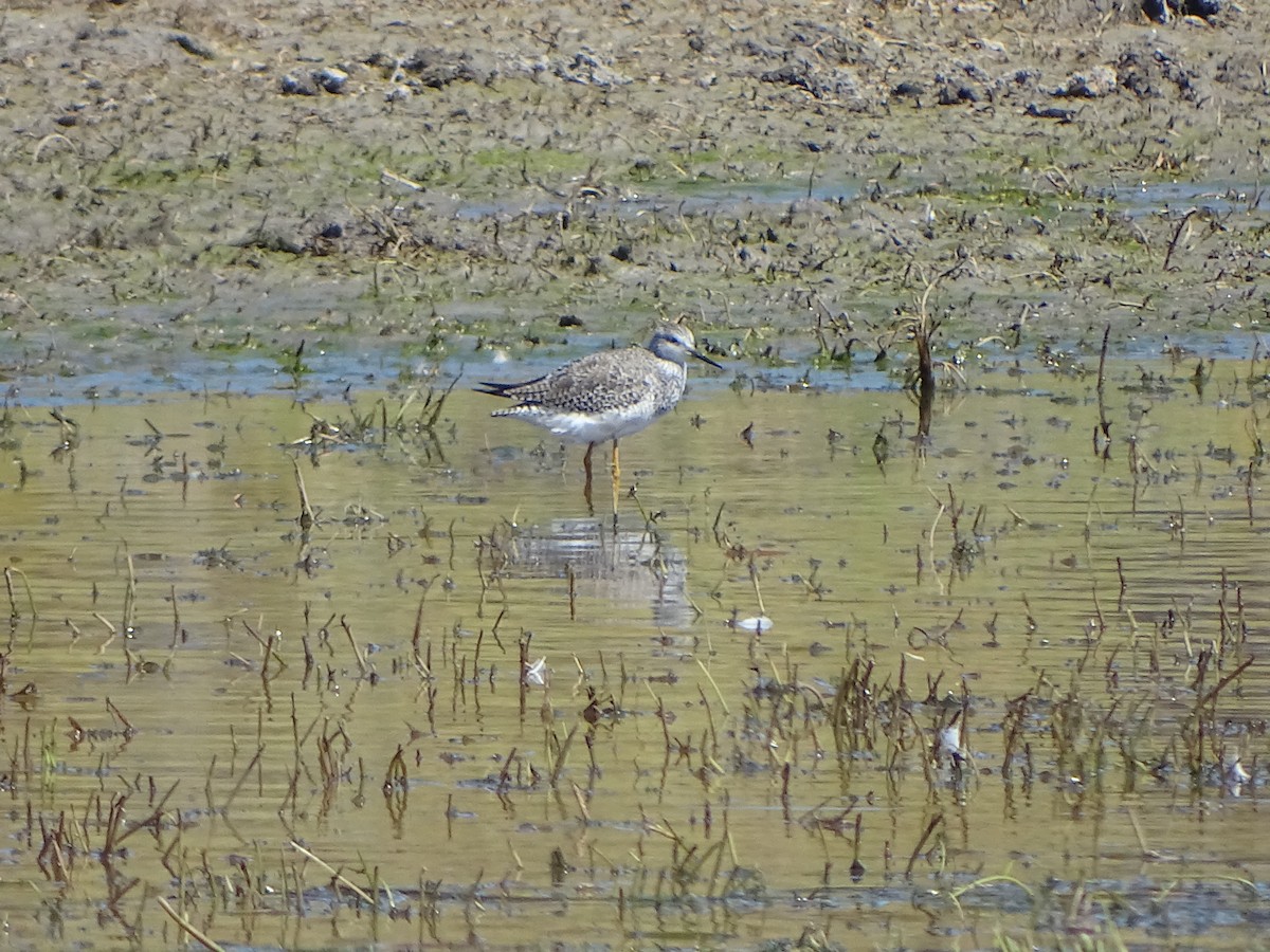 Lesser Yellowlegs - ML141423741