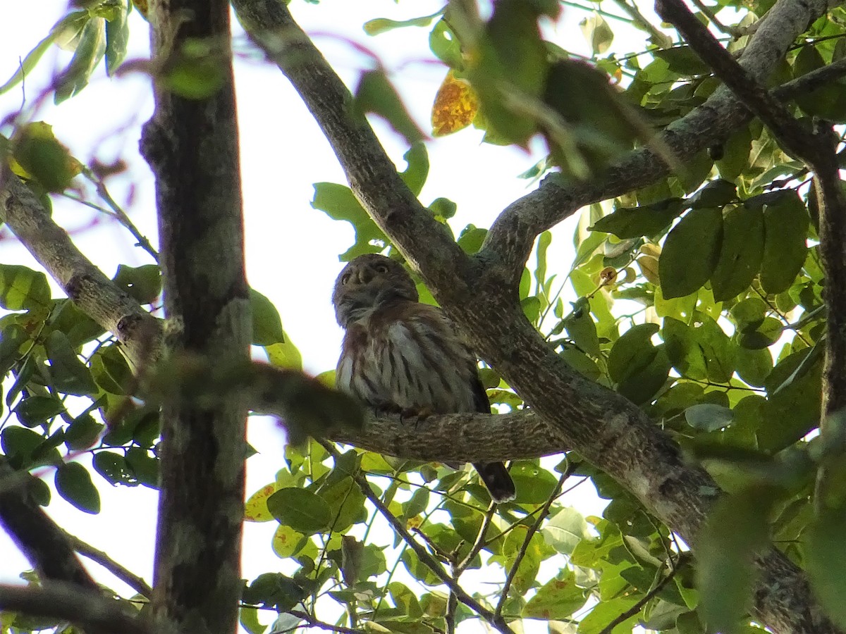 Colima Pygmy-Owl - ML141423991