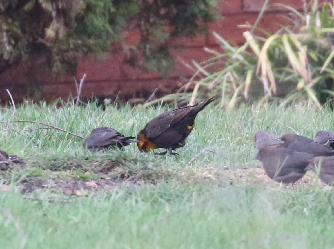 Yellow-headed Blackbird - ML141424291