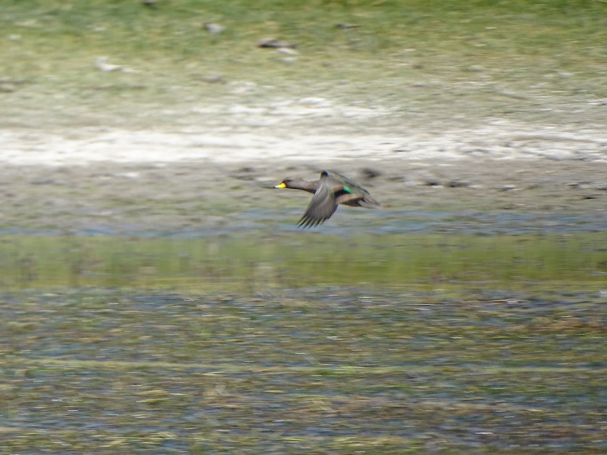 Yellow-billed Teal - ML141424571