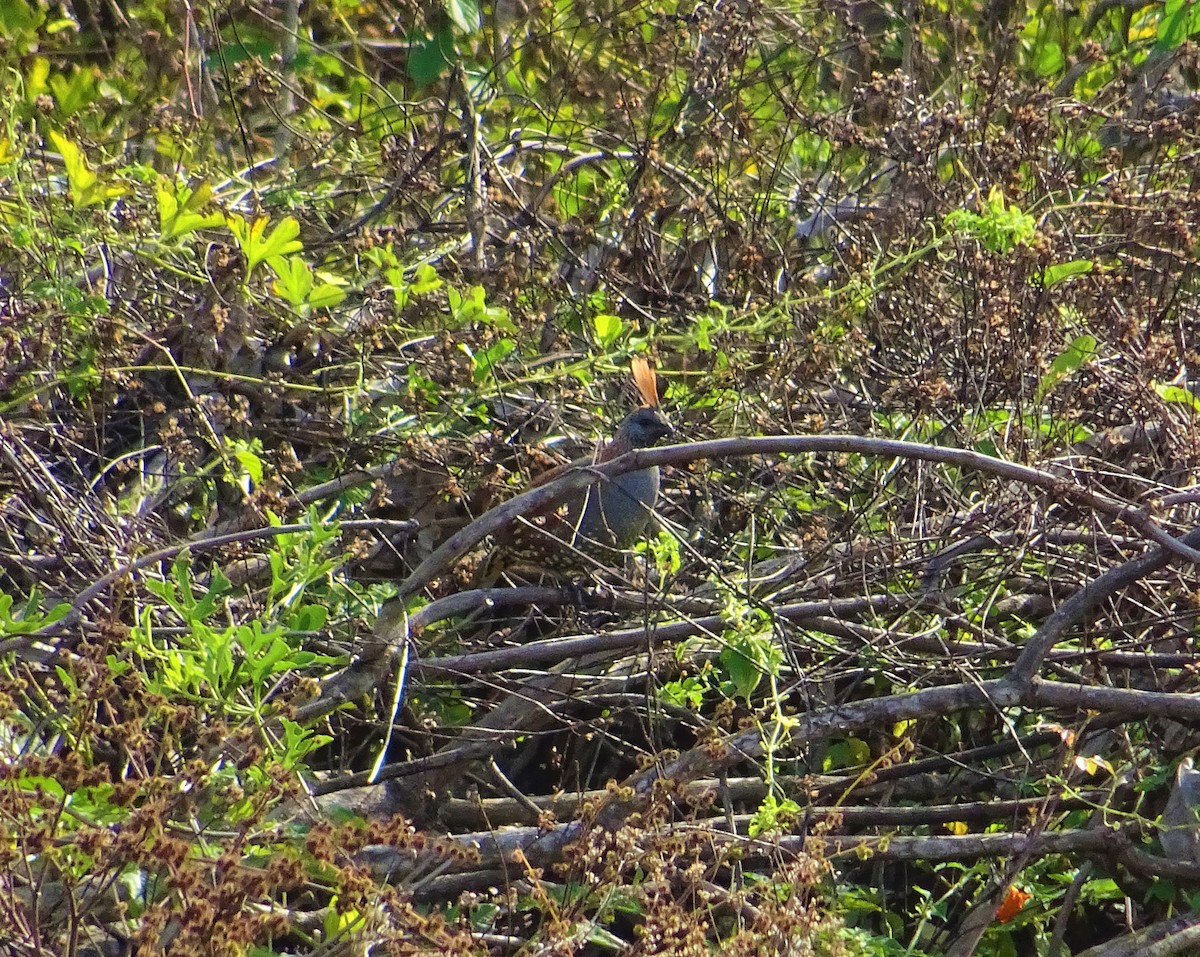 Elegant Quail - ML141424581