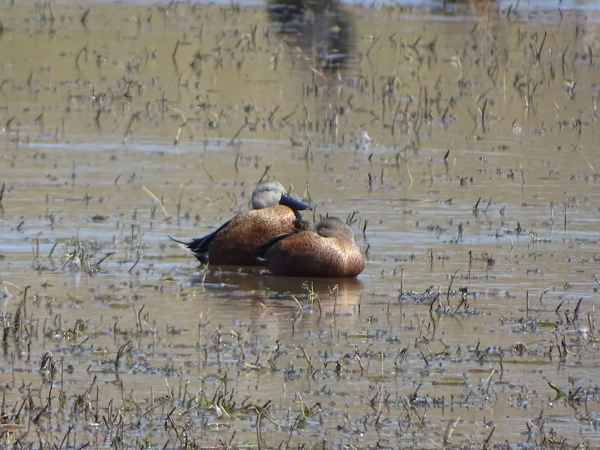 Red Shoveler - ML141424661