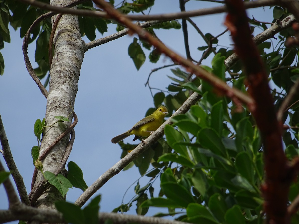 Golden Vireo - ML141425001