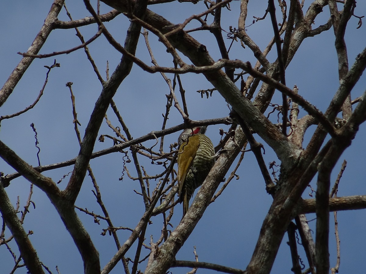 Gray-crowned Woodpecker - ML141425361