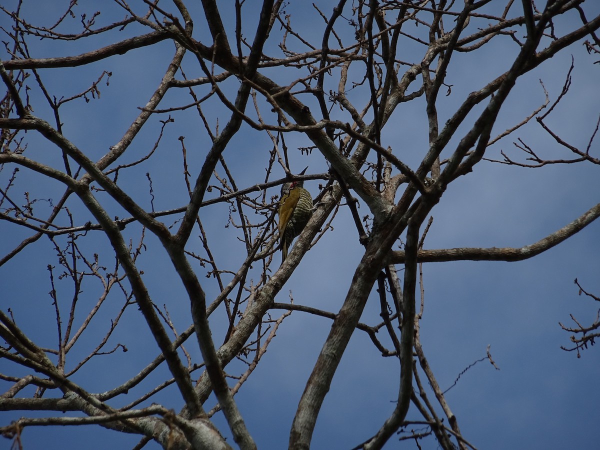 Gray-crowned Woodpecker - ML141425431