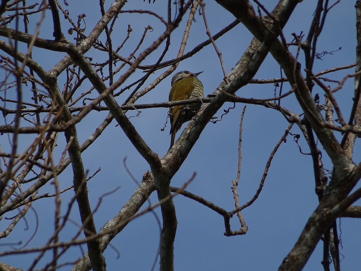 Gray-crowned Woodpecker - KELLI DELGADO