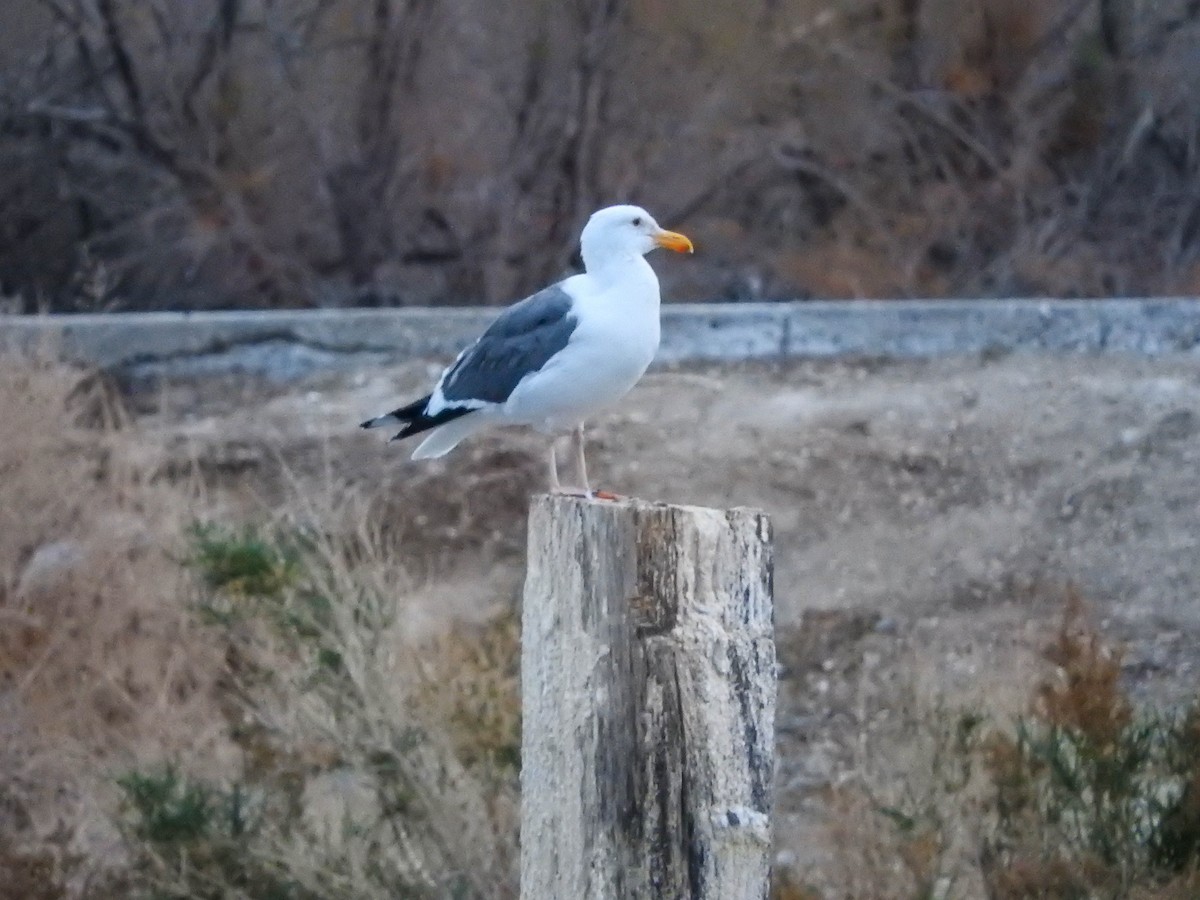 Western Gull - Charity Hagen