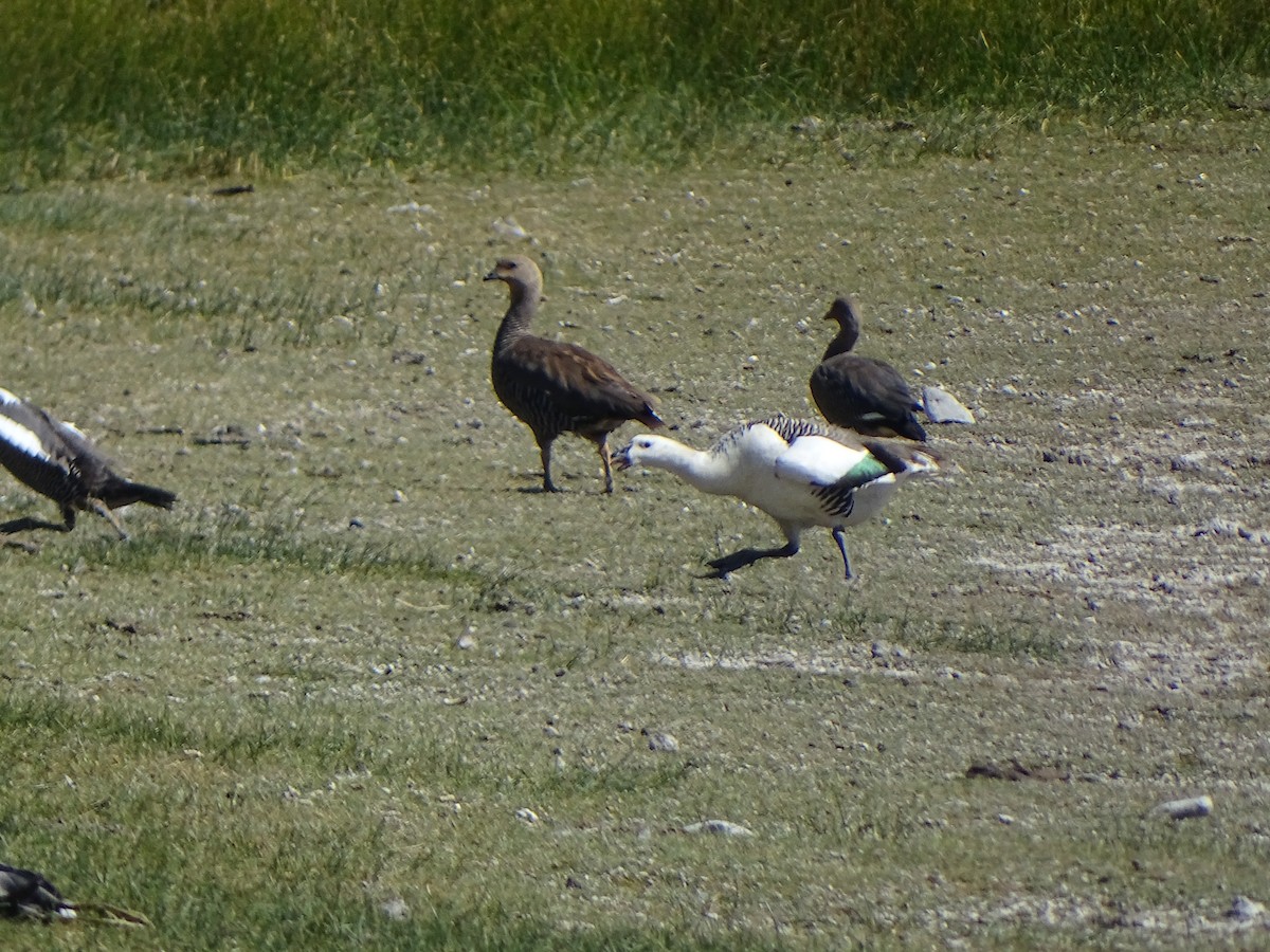 Upland Goose - ML141425851