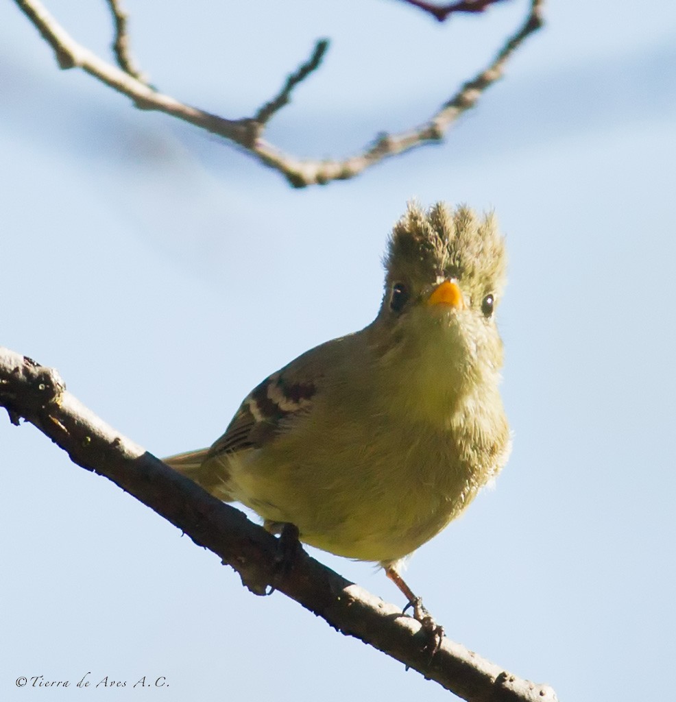 Pine Flycatcher - ML141426191