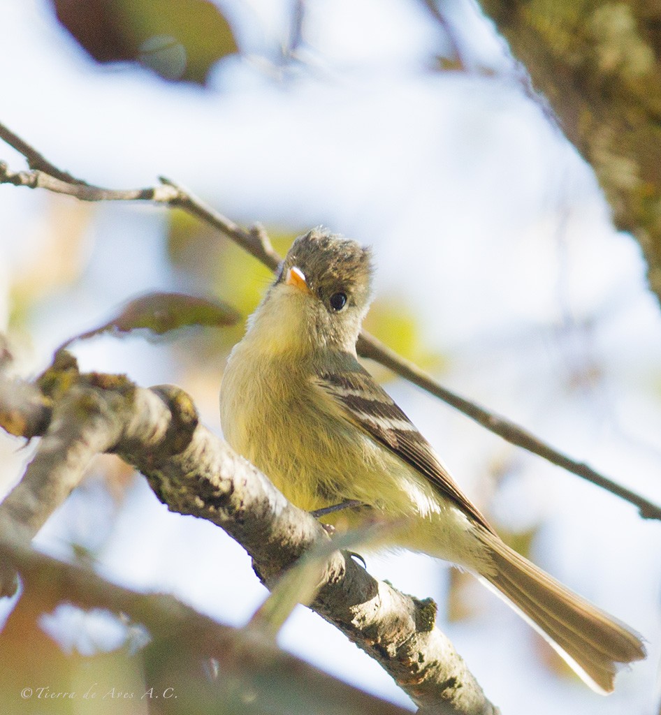 Pine Flycatcher - ML141426201