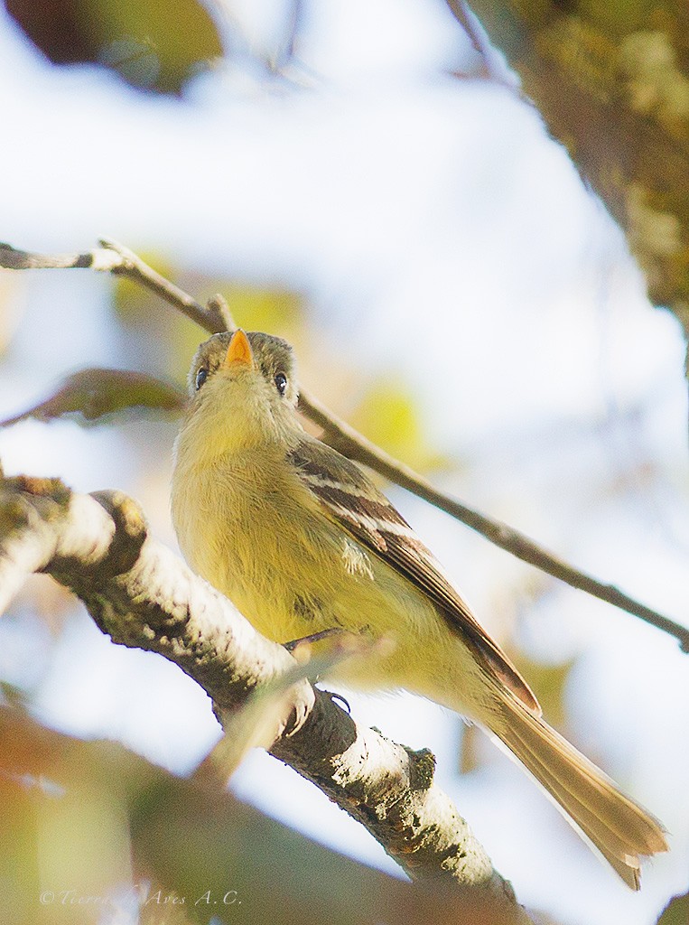 Pine Flycatcher - ML141426211