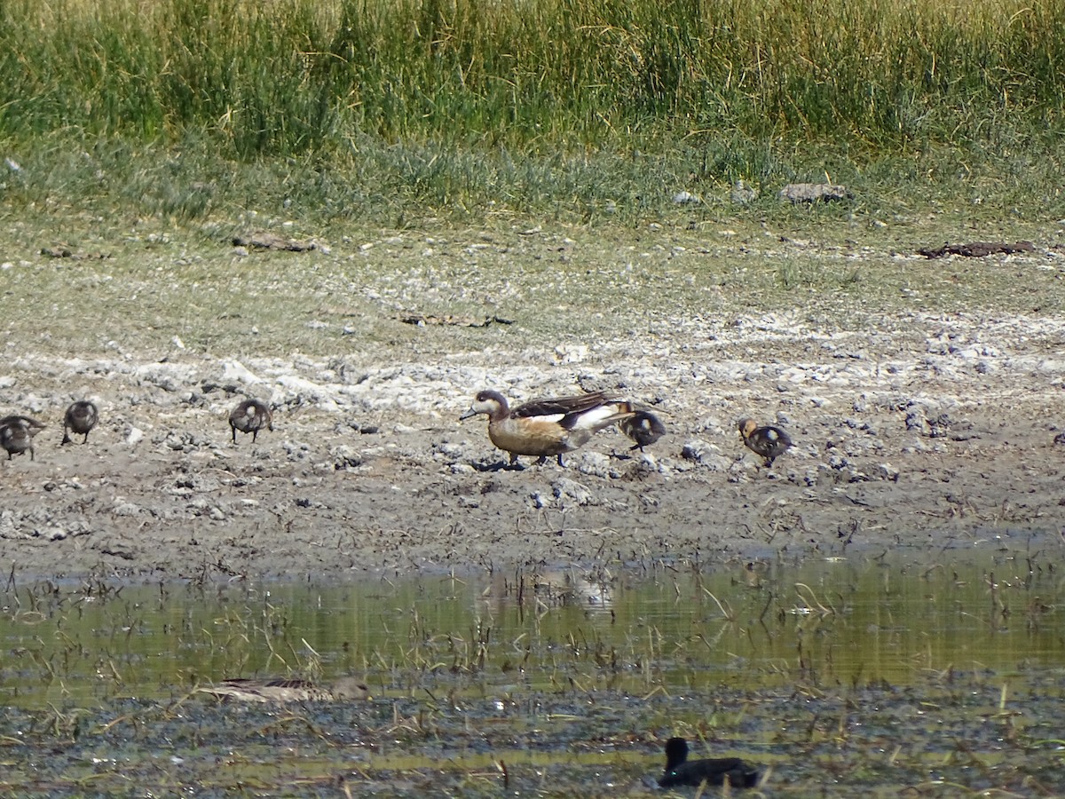 Chiloe Wigeon - ML141426581