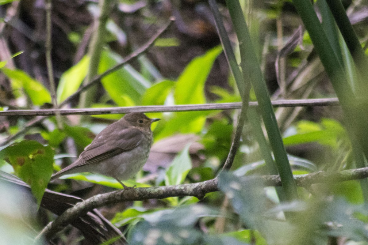 Swainson's Thrush - ML141426861