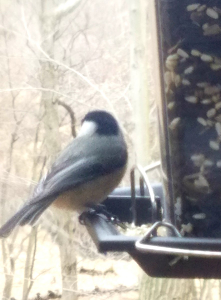 Carolina/Black-capped Chickadee - ML141427091