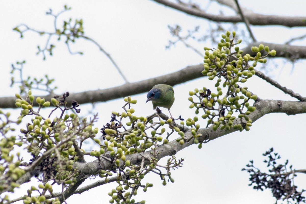 Blue Dacnis - ML141428751