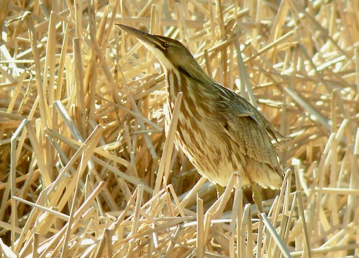 American Bittern - ML141429111