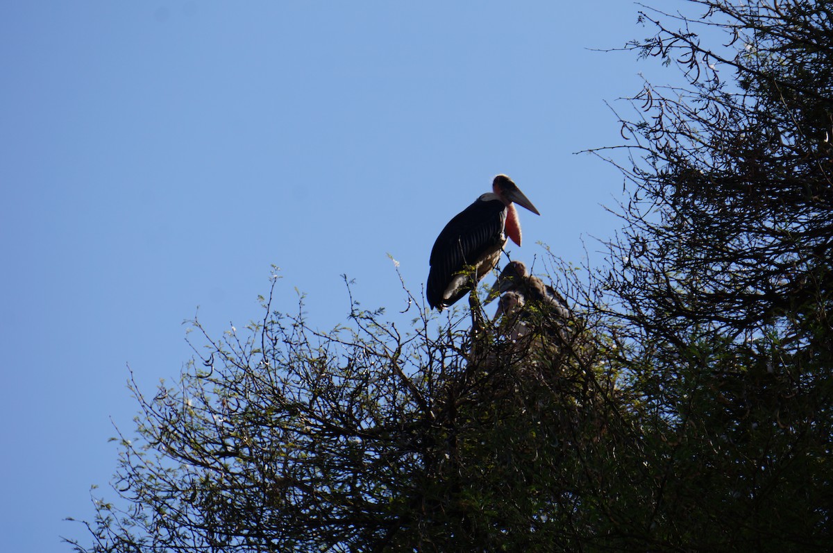 Marabou Stork - ML141429581