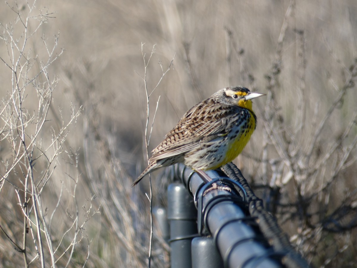 Western Meadowlark - ML141431131