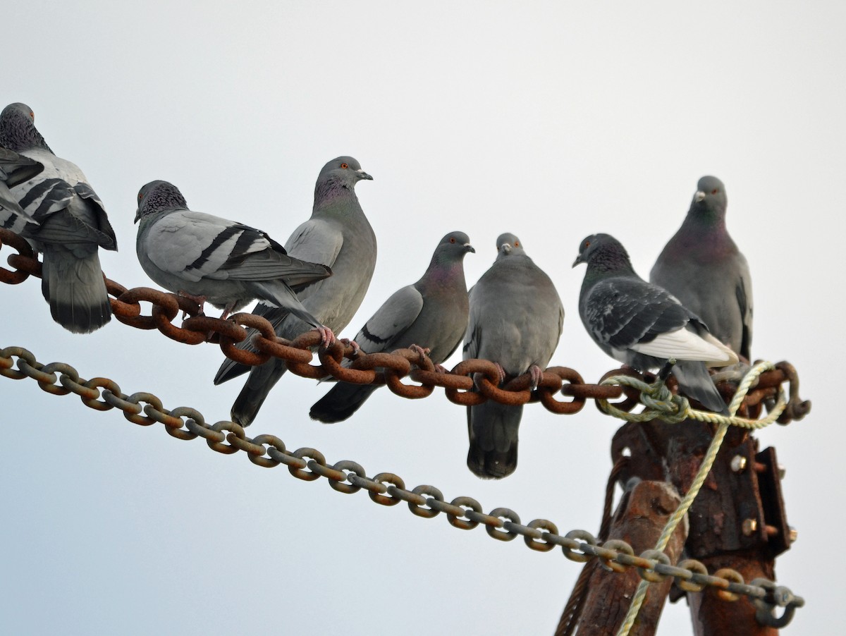 Rock Pigeon (Feral Pigeon) - ML141431401