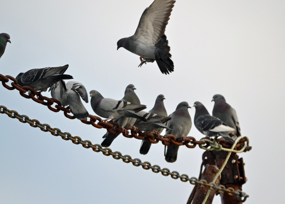 Rock Pigeon (Feral Pigeon) - Michael J Good