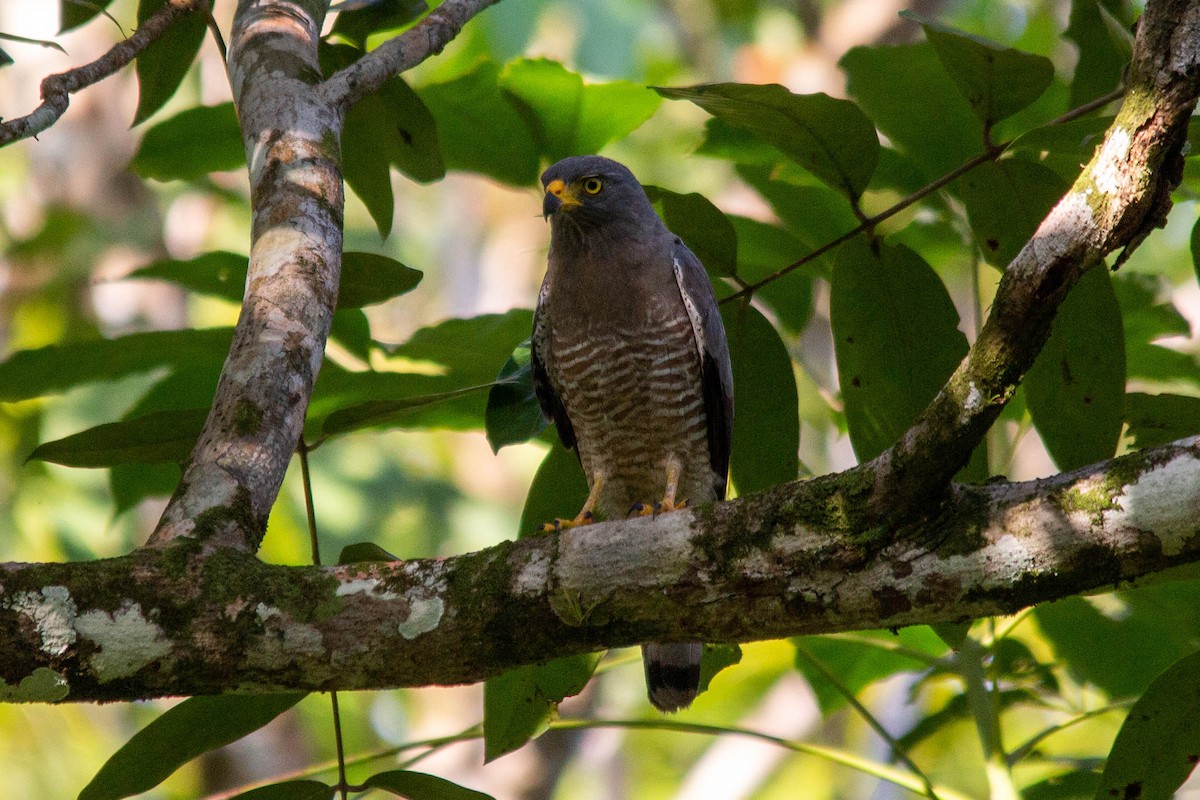 Roadside Hawk - ML141431691