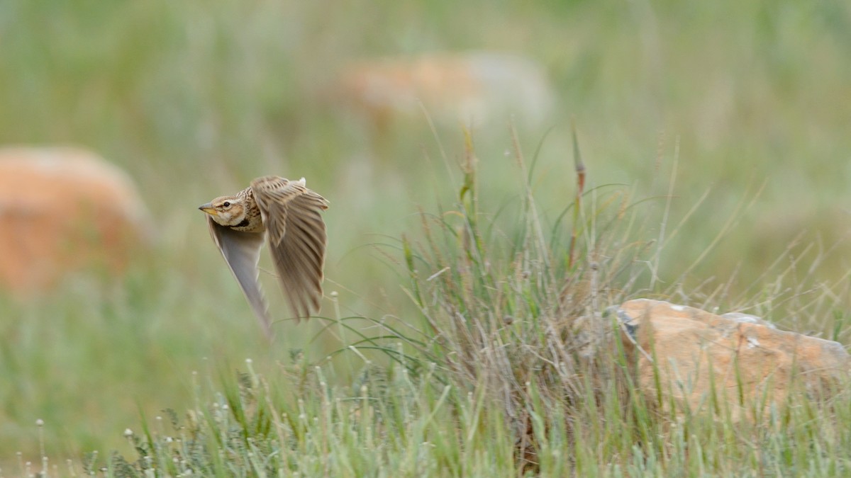 Bimaculated Lark - ML141431861