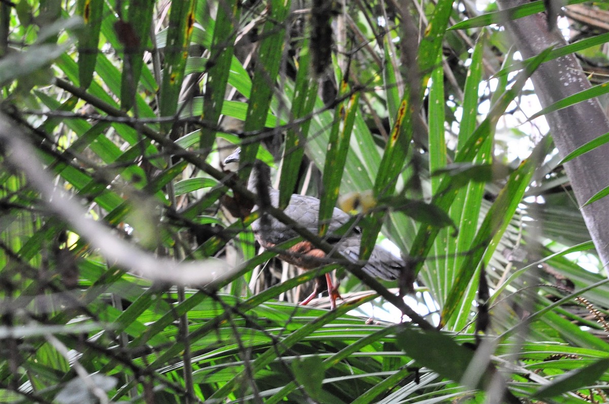 Sickle-winged Guan - ML141431981