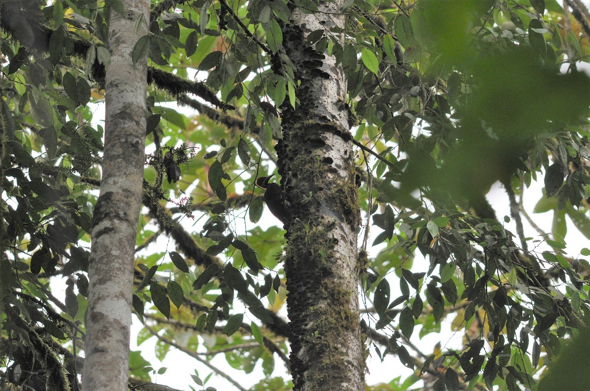 Crimson-bellied Woodpecker - ML141432211