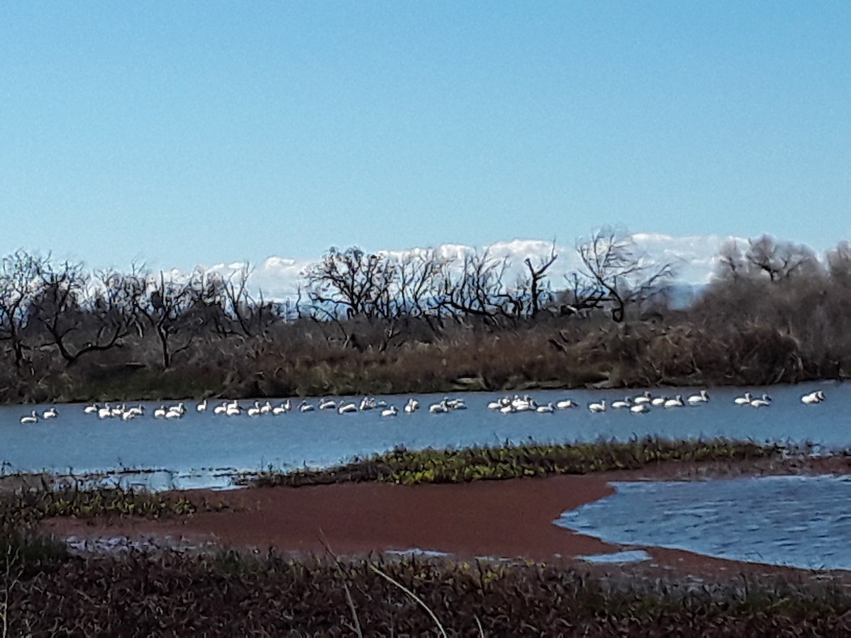 American White Pelican - ML141432301