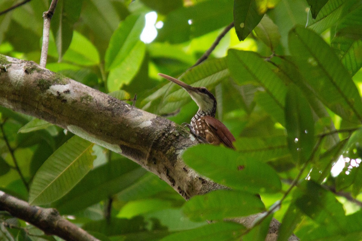 Long-billed Woodcreeper - ML141432351