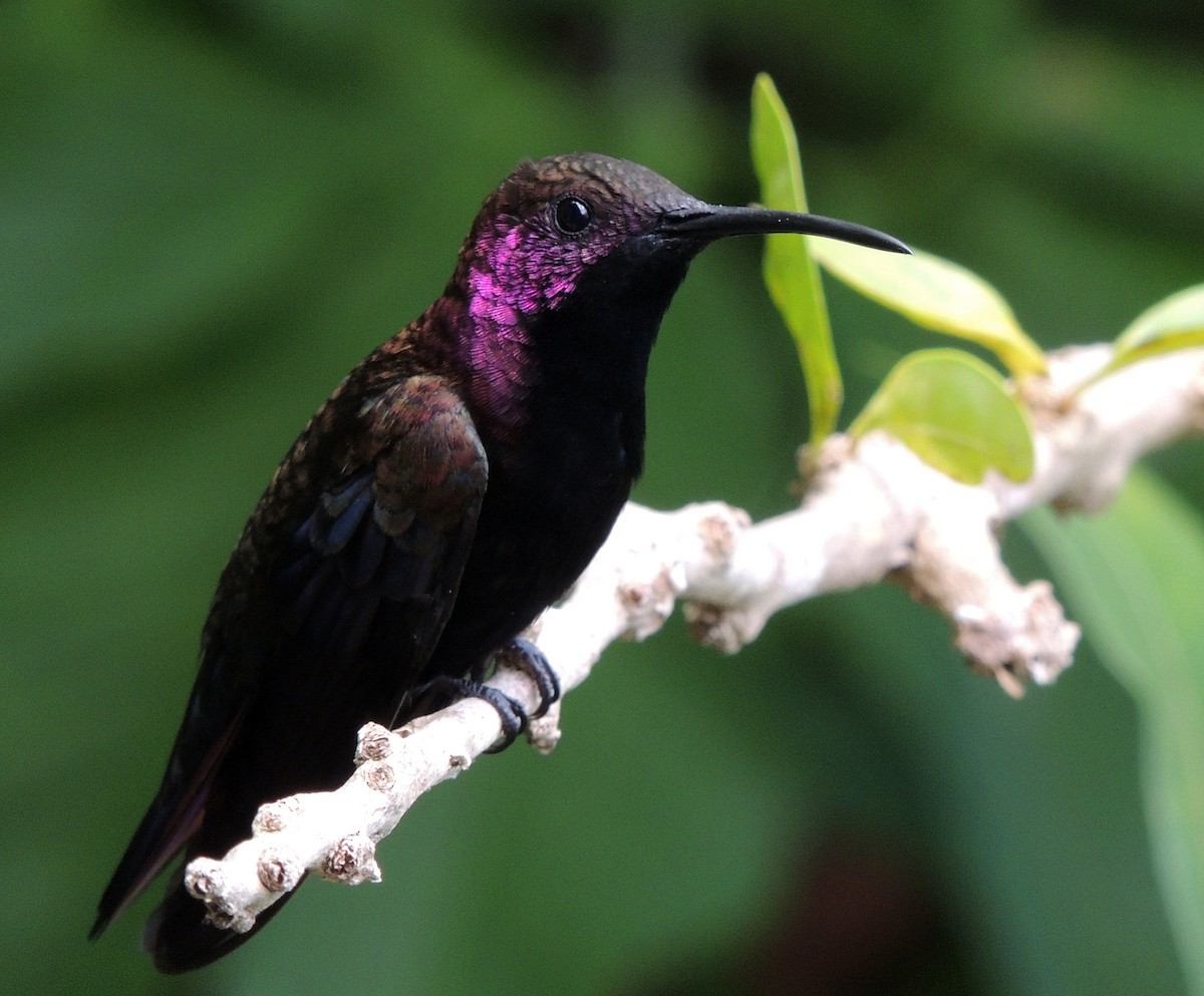 kolibřík jamajský - ML141432701