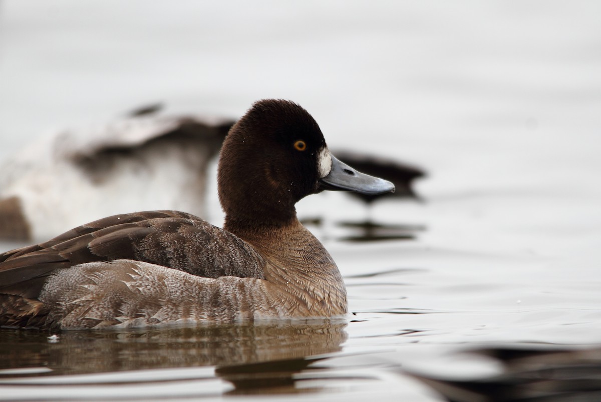 Lesser Scaup - Nathan Tea