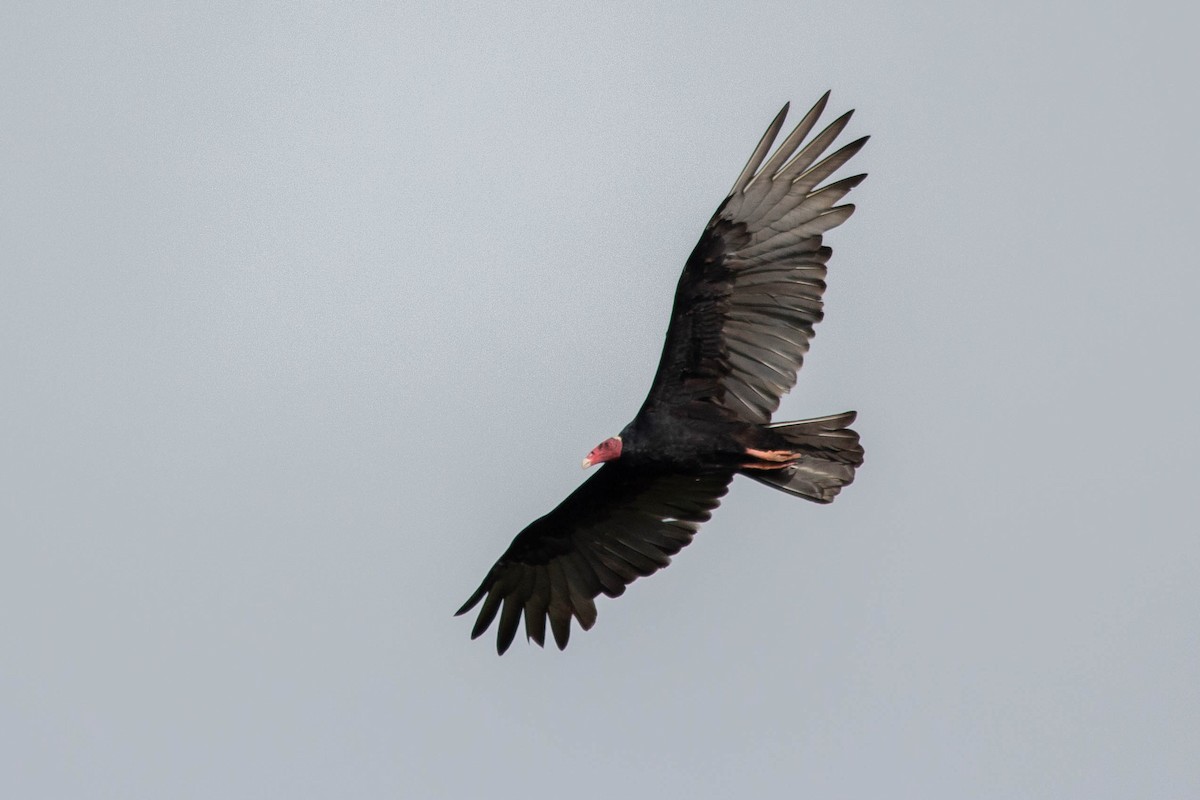 Turkey Vulture - ML141433141