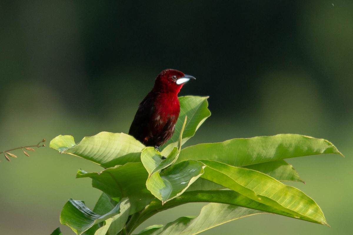 Silver-beaked Tanager - ML141433571