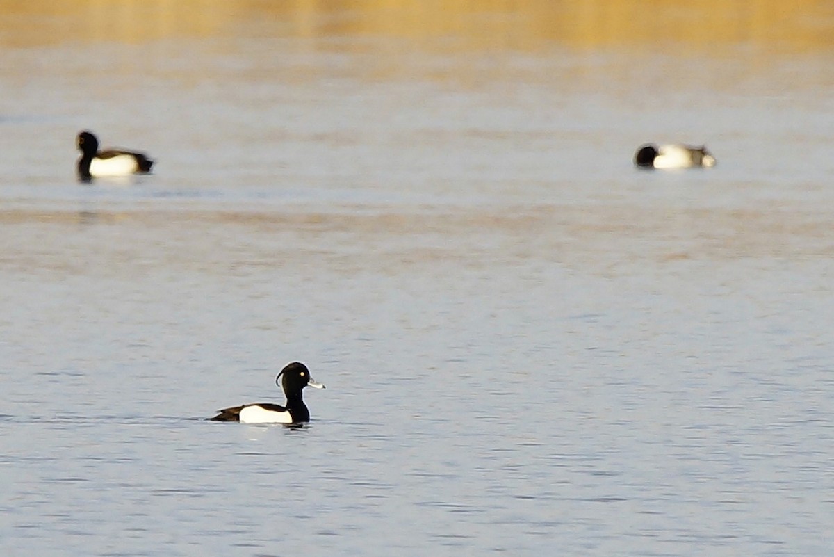 Tufted Duck - ML141433881