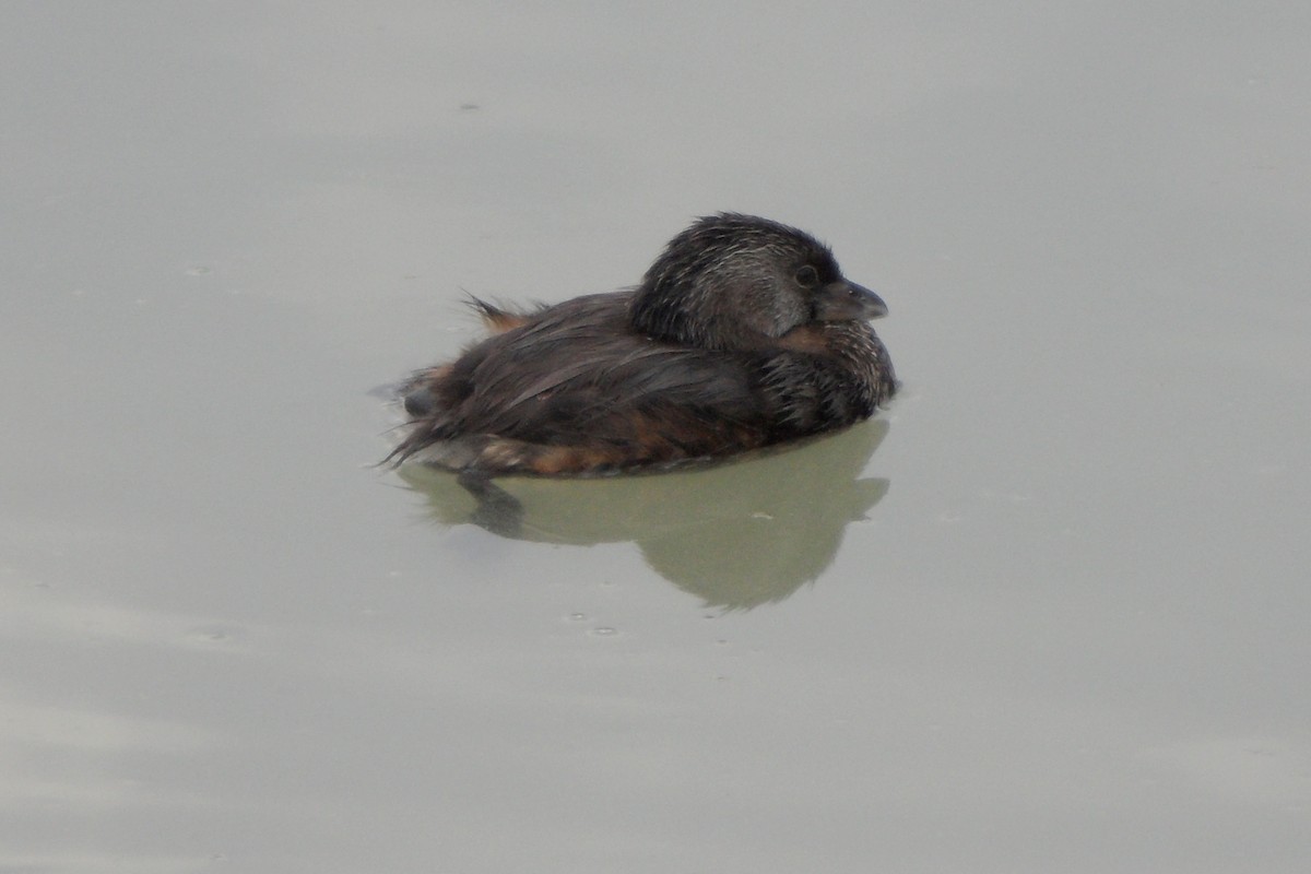 Pied-billed Grebe - Chad Fike