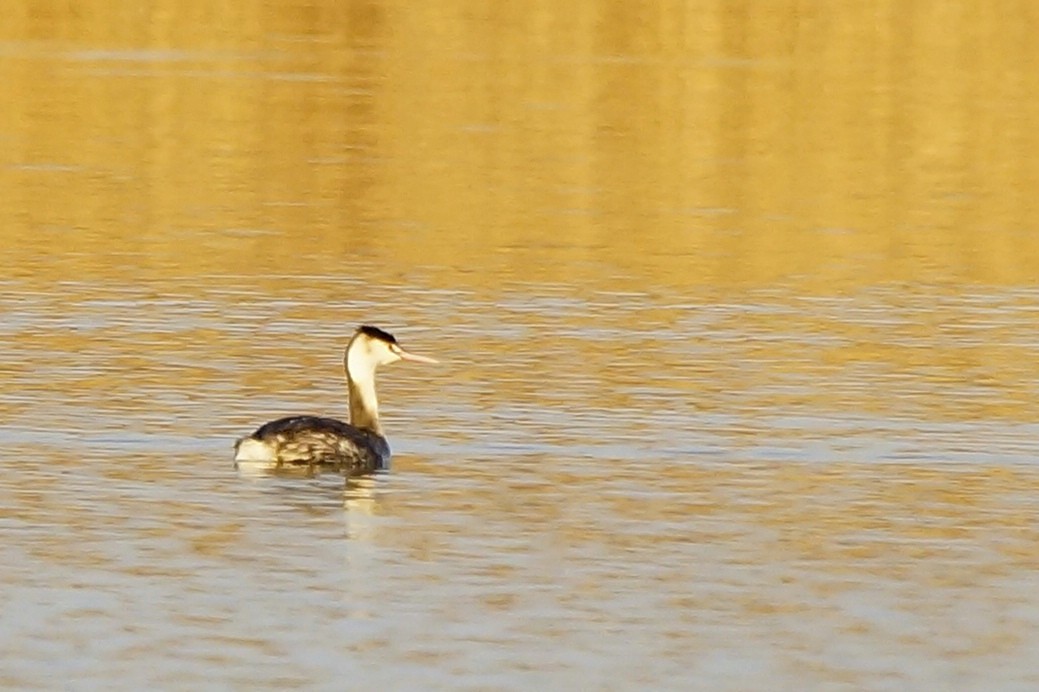 Great Crested Grebe - ML141434161