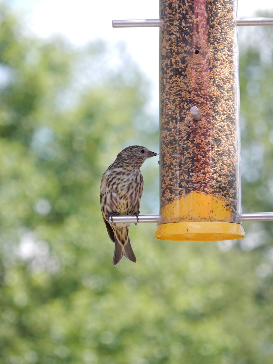 Pine Siskin - ML141435191