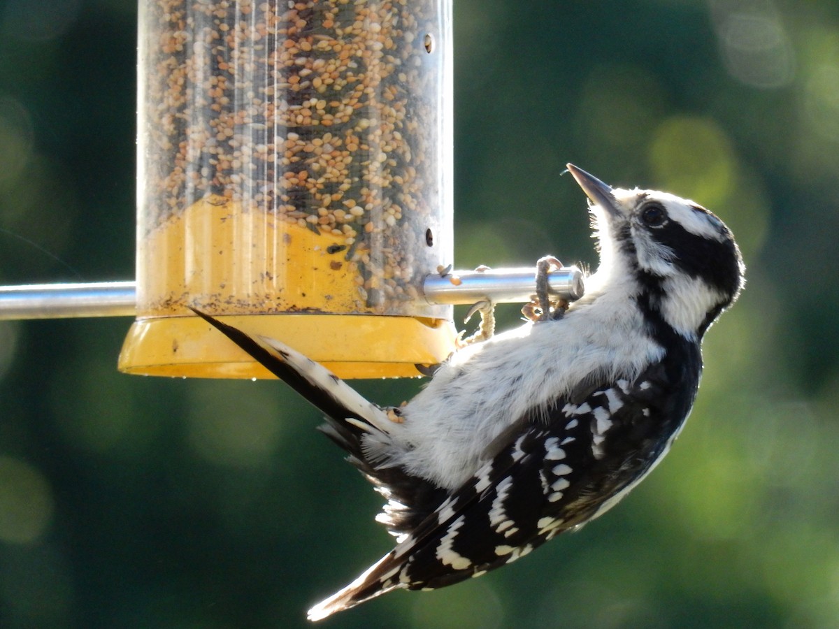 Downy Woodpecker - ML141435211