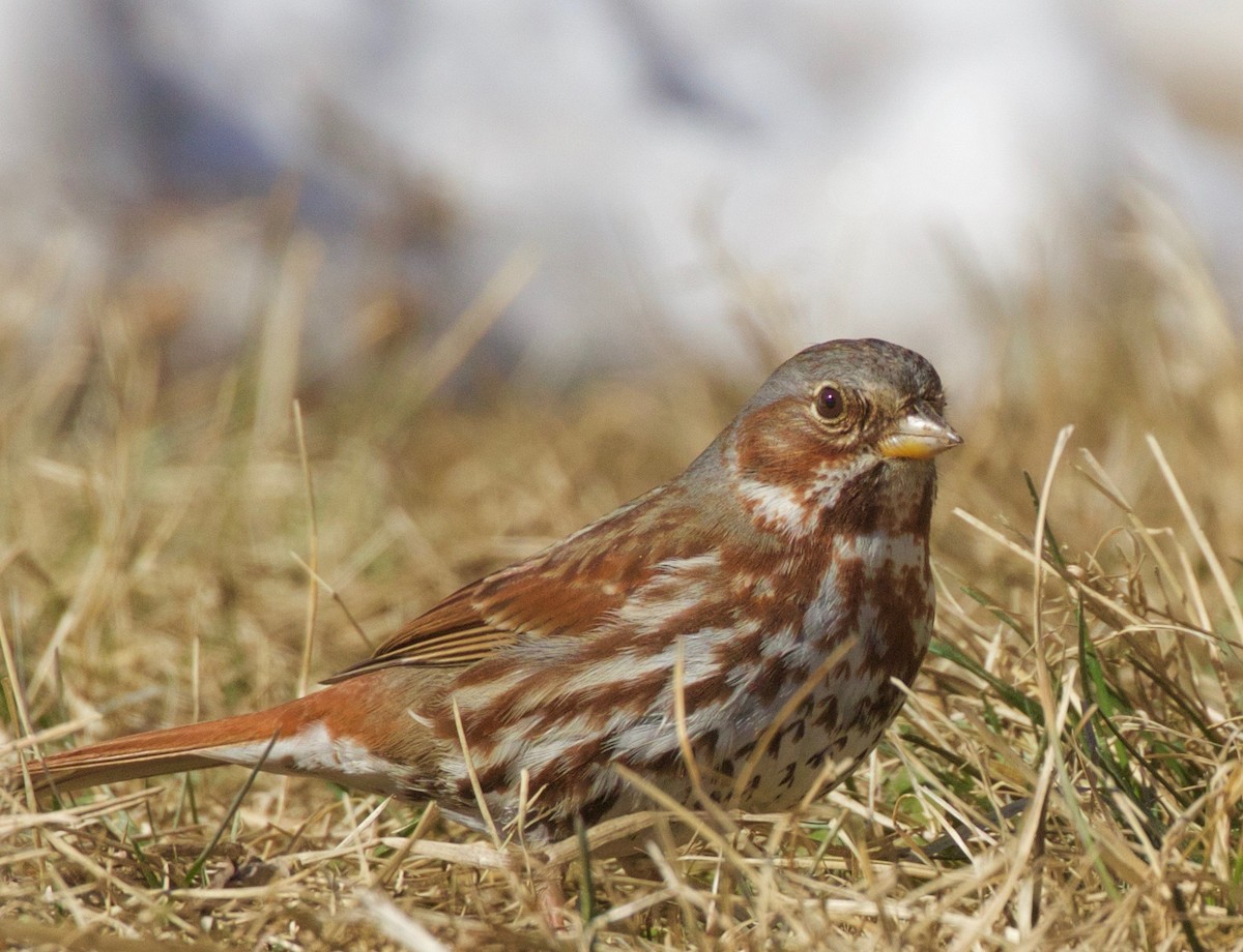 Fox Sparrow - ML141436671