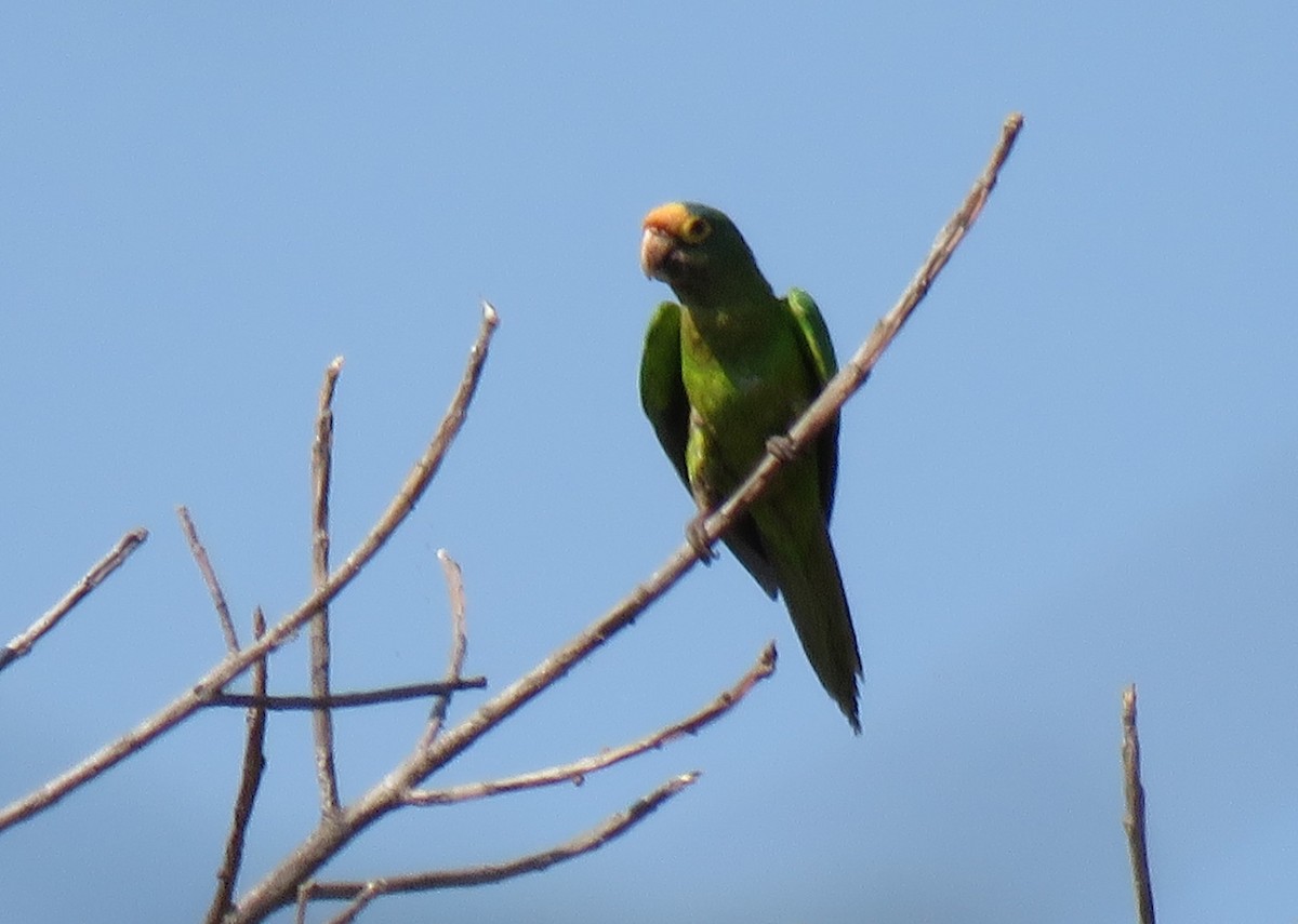 Aratinga Frentinaranja - ML141436951