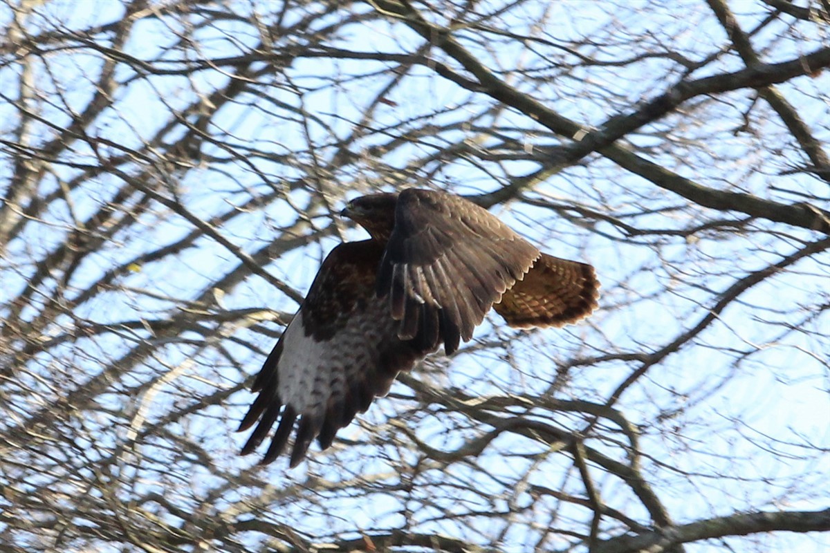 Common Buzzard - ML141437061