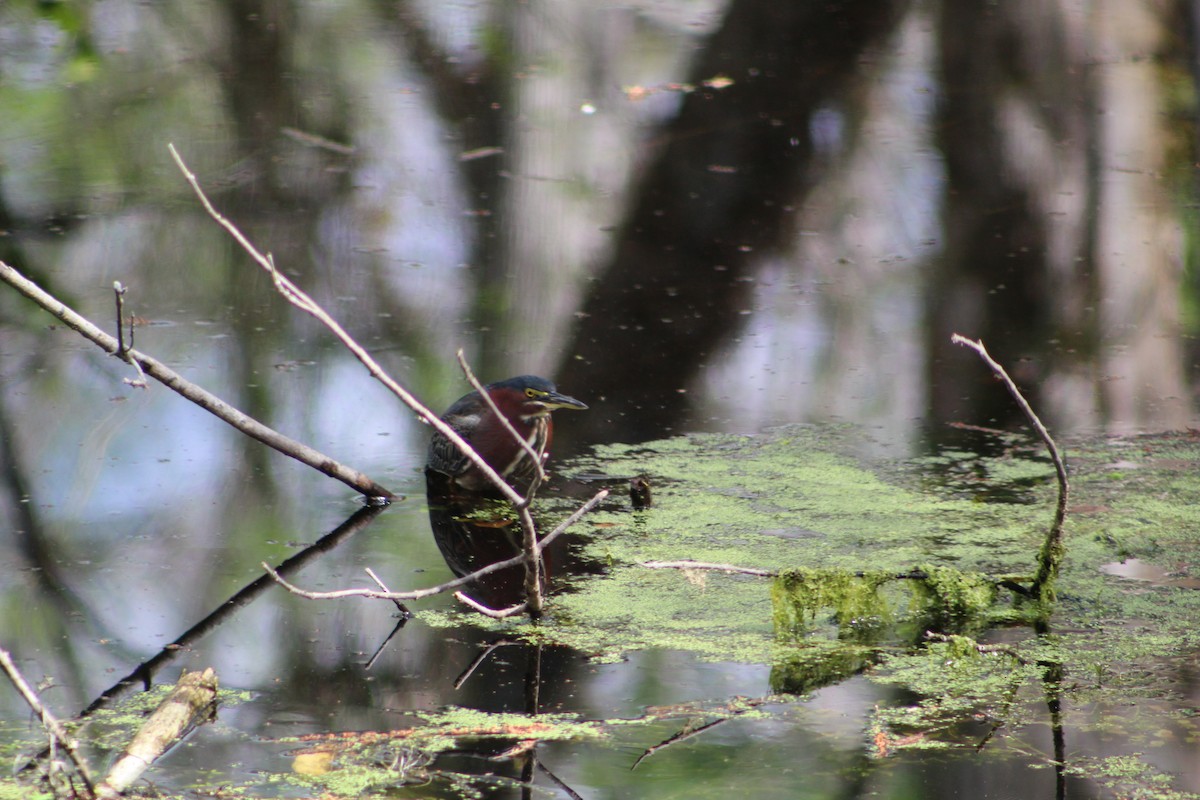 Green Heron - ML141437471