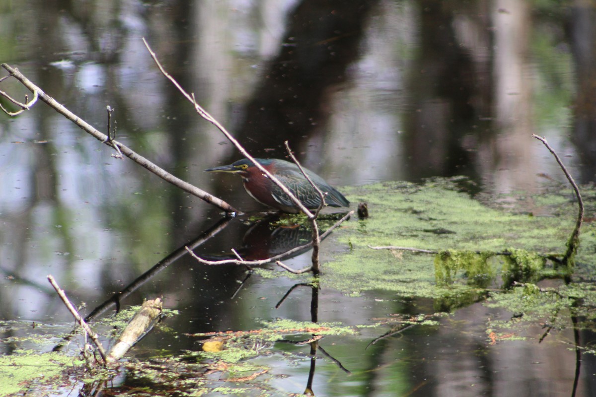 Green Heron - ML141437491