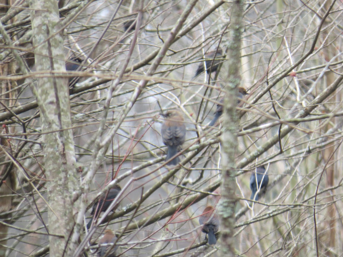 Rusty Blackbird - ML141437811