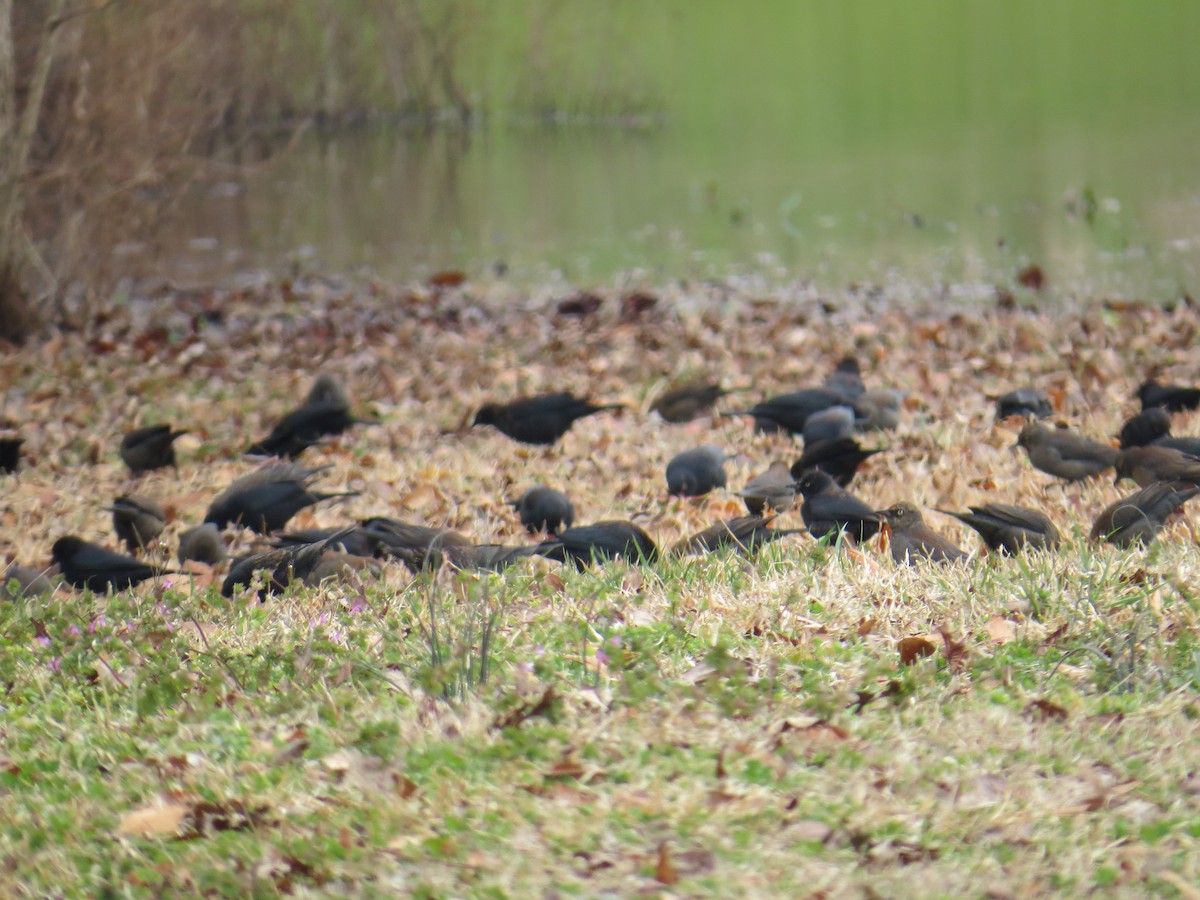 Rusty Blackbird - ML141437831