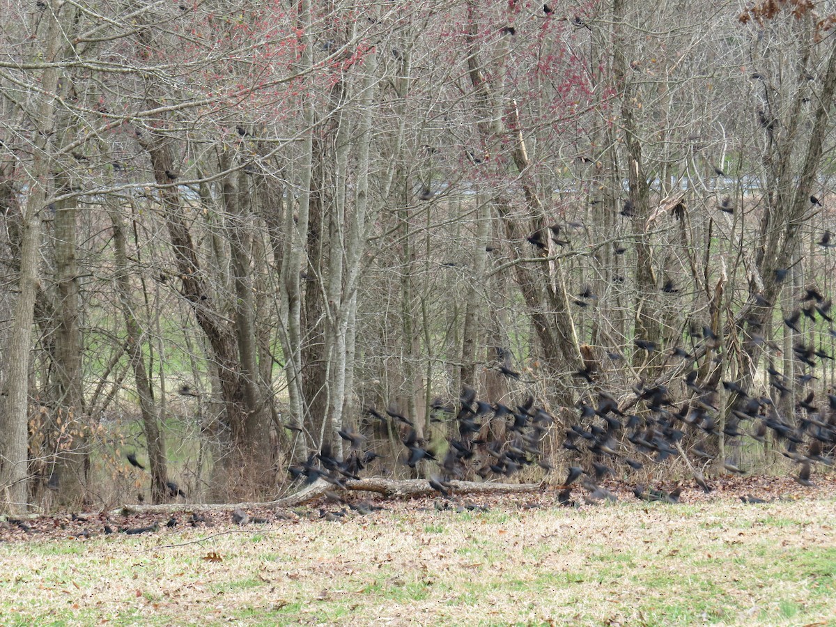 Rusty Blackbird - ML141437861